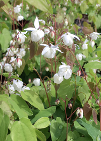 Epimedium x youngianum 'Niveum'